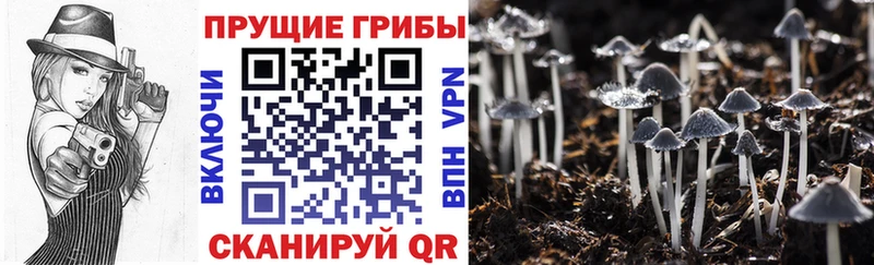 купить  сайты  Чапаевск  Псилоцибиновые грибы прущие грибы 